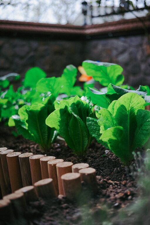 Tips for Creating a Sustainable Home Garden Year-Round